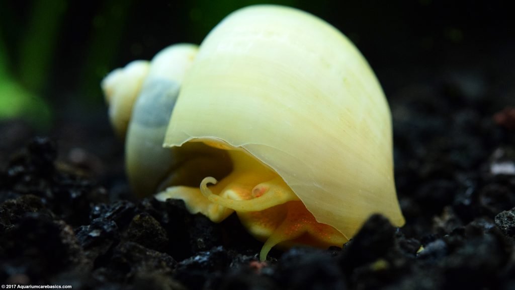 Ivory Snail: Care, Size, Color, Diet, Lifespan & Tank Mates