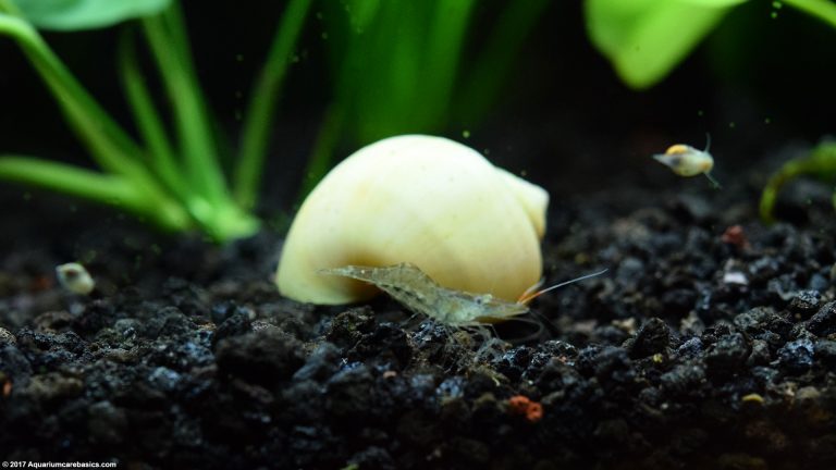 Ivory Snail: Care, Size, Color, Diet, Lifespan & Tank Mates