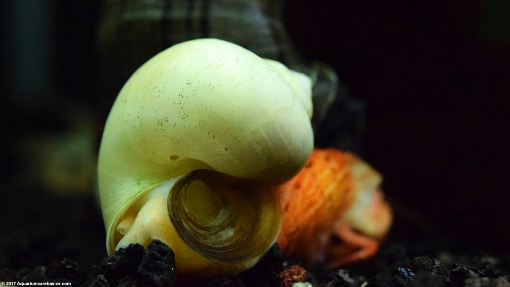 Ivory Snail: Care, Size, Color, Diet, Lifespan & Tank Mates