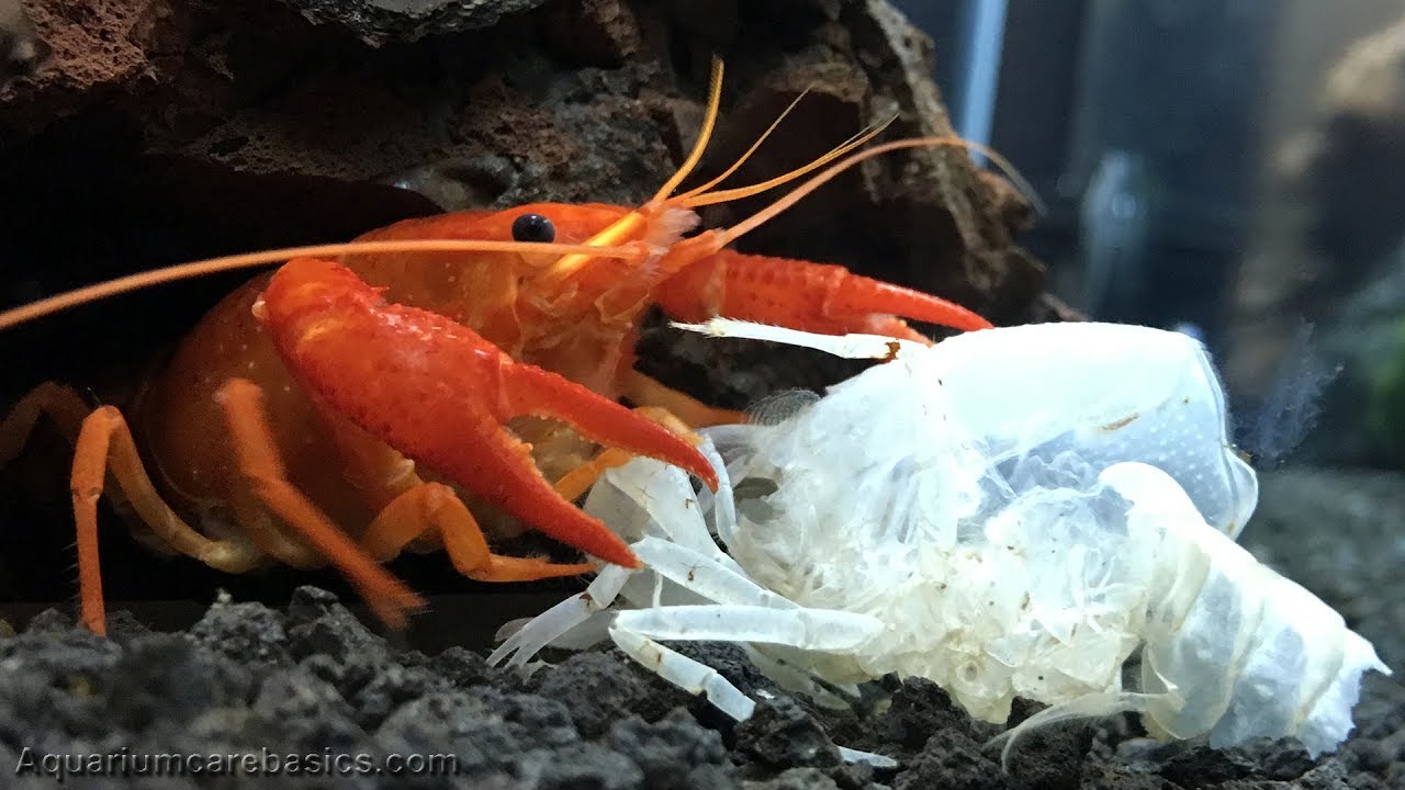 aquarium-crayfish-eating-shells-for-minerals-video