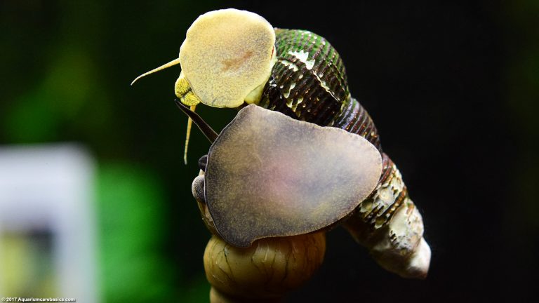 Freshwater Snails: Types Of Aquarium Snails Available In Stores