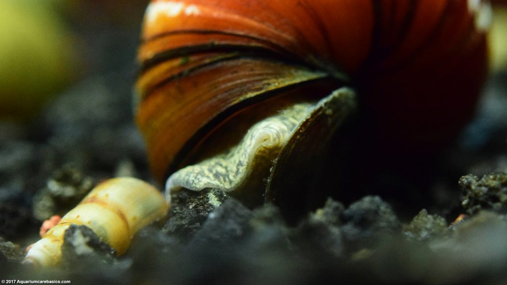 Japanese Trapdoor Snails: Care, Size, Diet & Reproduction - Video