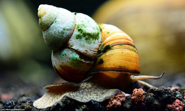 Japanese Trapdoor Snails: Care, Size, Diet & Reproduction - Video