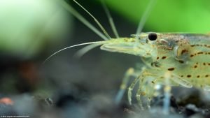 Amano Shrimp Care, Feeding, Algae Eating, Size, Lifespan - Video