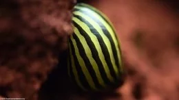 Gesunde Zebra-Neriteschnecke auf einem Lavafelsen