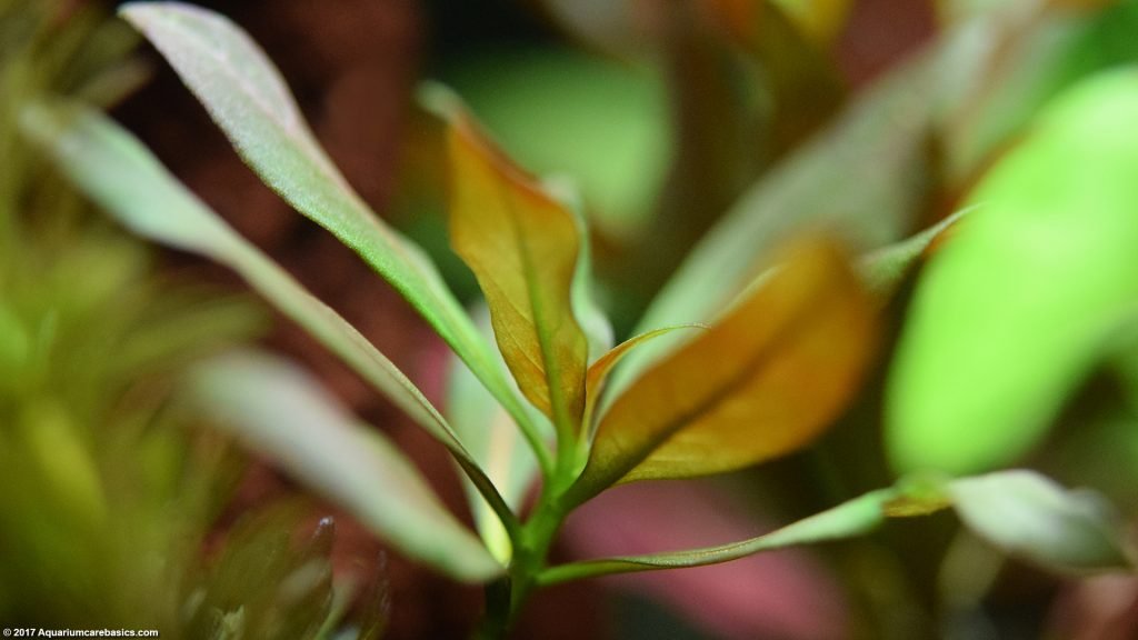 Aquarium Plants Add Beauty To A Freshwater Tank