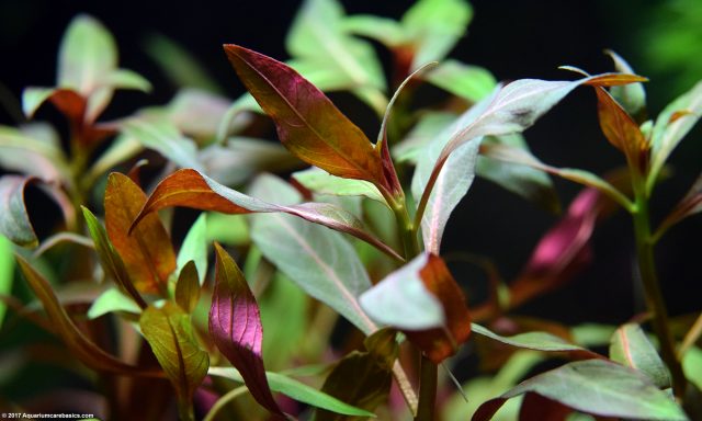 Aquarium Plants Add Beauty To A Freshwater Tank