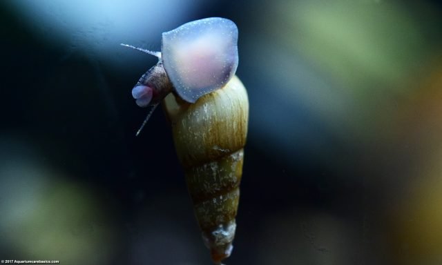 Malaysian Trumpet Snails: Care, Food, Size & Lifespan - Video