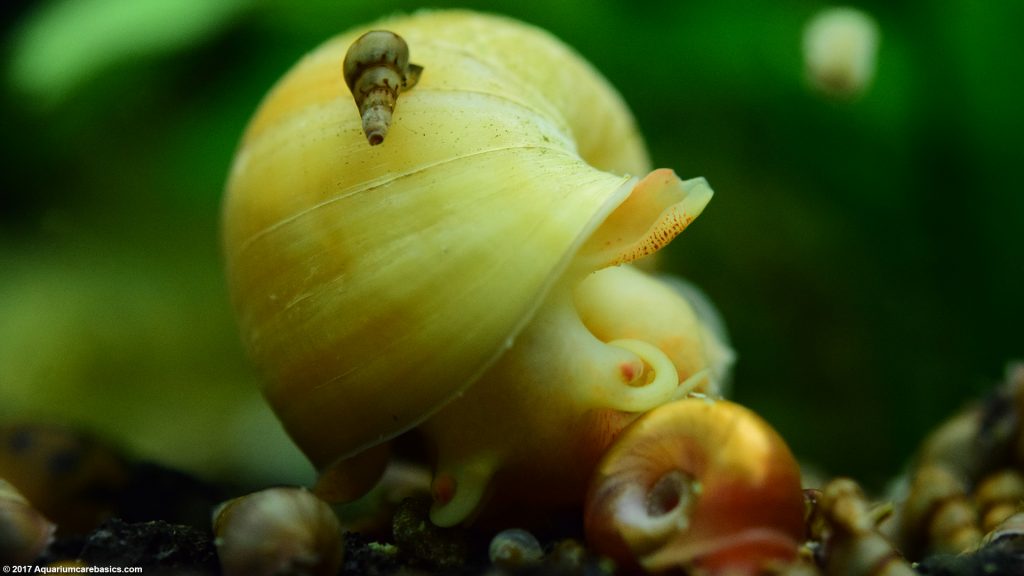 malaysian-trumpet-snails-care-food-size-lifespan-video