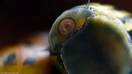 Zbliżenie pyska i oka: Zebra Nerite Snail