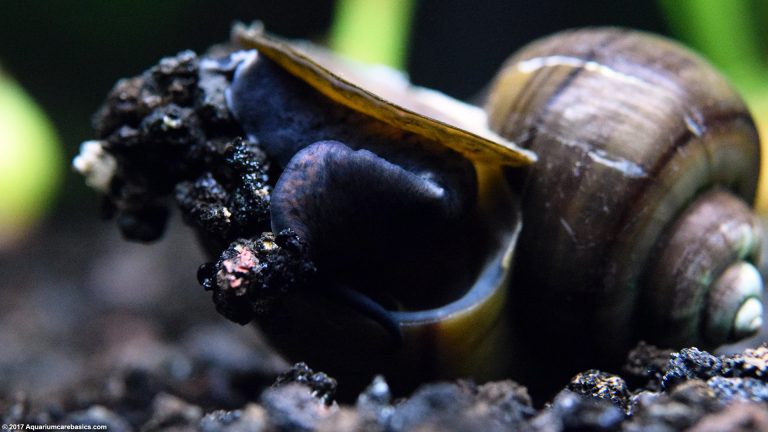 Mystery Snail Care, Diet, Feeding, Shell Size & Tankmates - Video