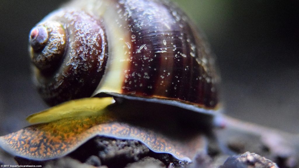 Mystery Snail Care, Diet, Feeding, Shell Size & Tankmates - Video