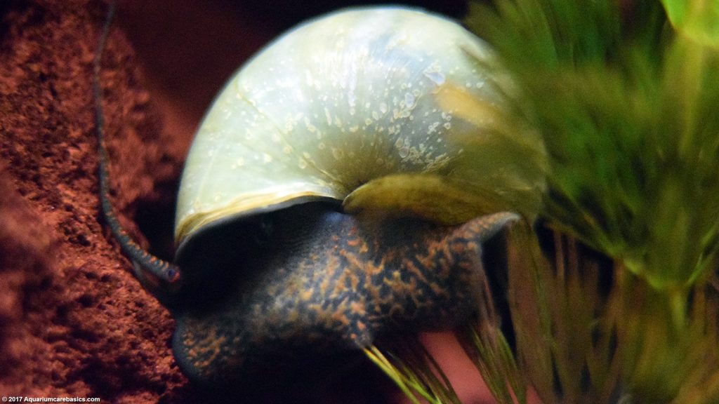 Mystery Snail Care, Diet, Feeding, Shell Size & Tankmates - Video