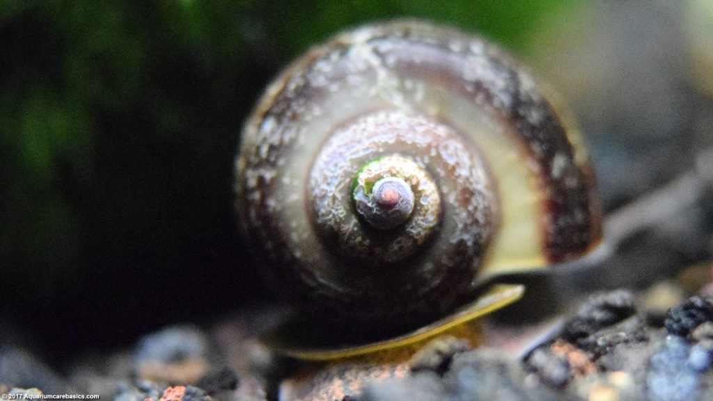 Mystery Snail Care, Diet, Feeding, Shell Size & Tankmates - Video