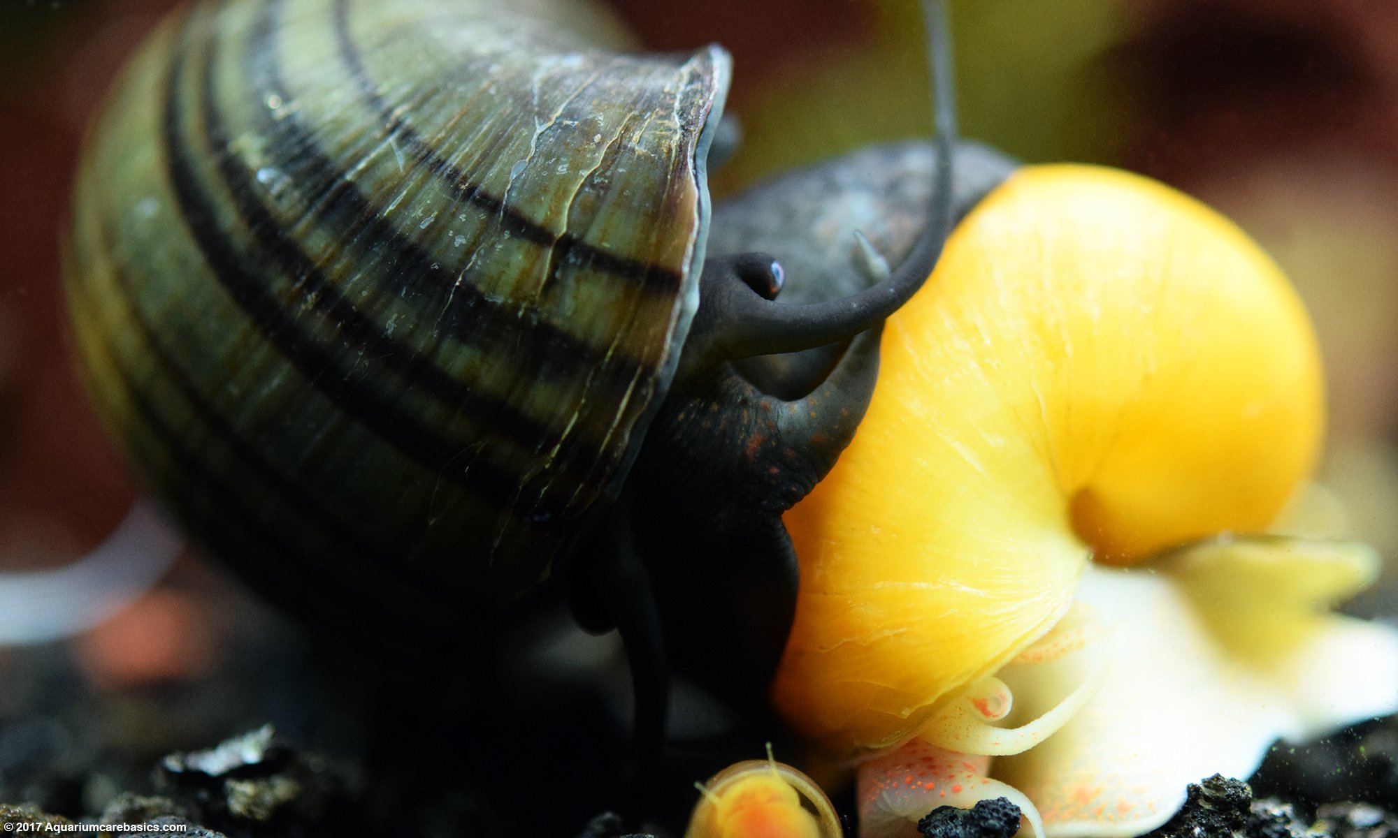 Mystery Snail Care, Diet, Feeding 
