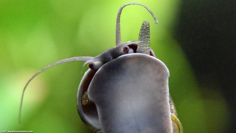 mystery-snail-care-diet-feeding-shell-size-tankmates-video