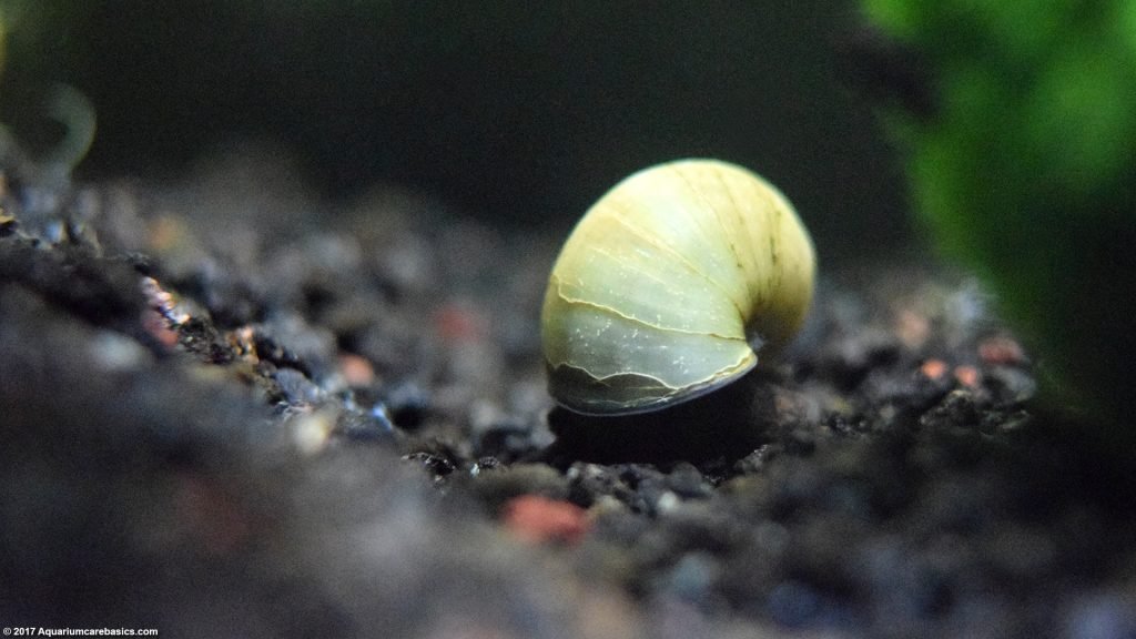 Ivory Snail: Care, Size, Color, Diet, Lifespan & Tank Mates