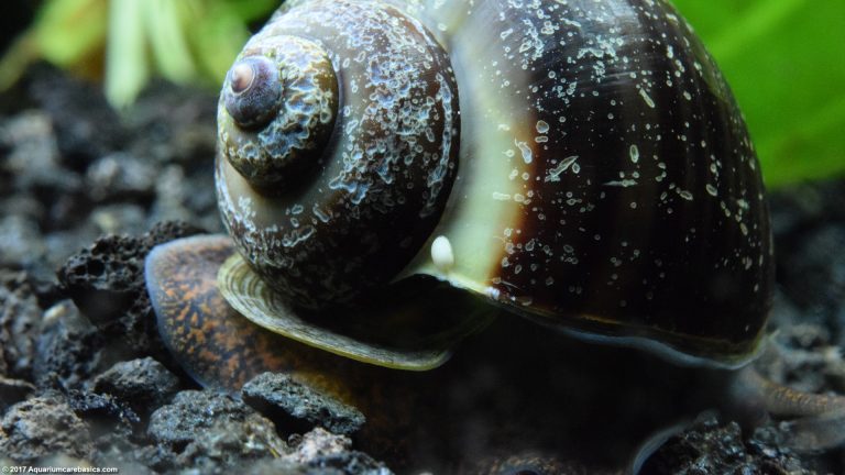 Mystery Snail Care, Diet, Feeding, Shell Size & Tankmates - Video