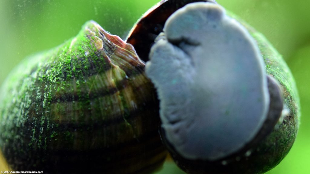 Mystery Snail Care, Diet, Feeding, Shell Size & Tankmates - Video