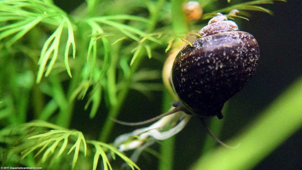 Water Sprite Plant Care, Floating Roots & Reproduction