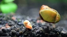Nerite And Ramshorn snails On Tank Glass