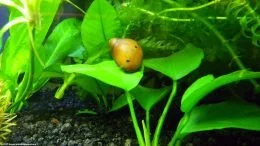 Ślimak neritowy na roślinach akwarium słodkowodnego