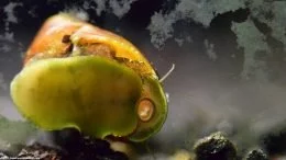 El caracol de nerita come algas y limpia el tanque