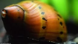Escargot nérite présentant des nuances de couleurs et des taches