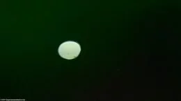 Uovo di lumaca di Nerite su vetro