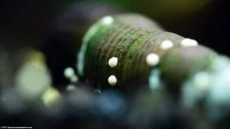 ネライトカタツムリの卵。 Closeup
