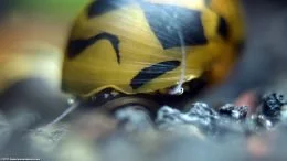 Oko ślimaka nerytowego, Closeup