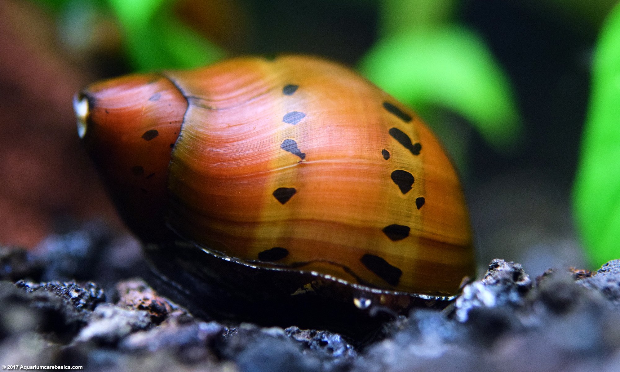 nerite snail eggs