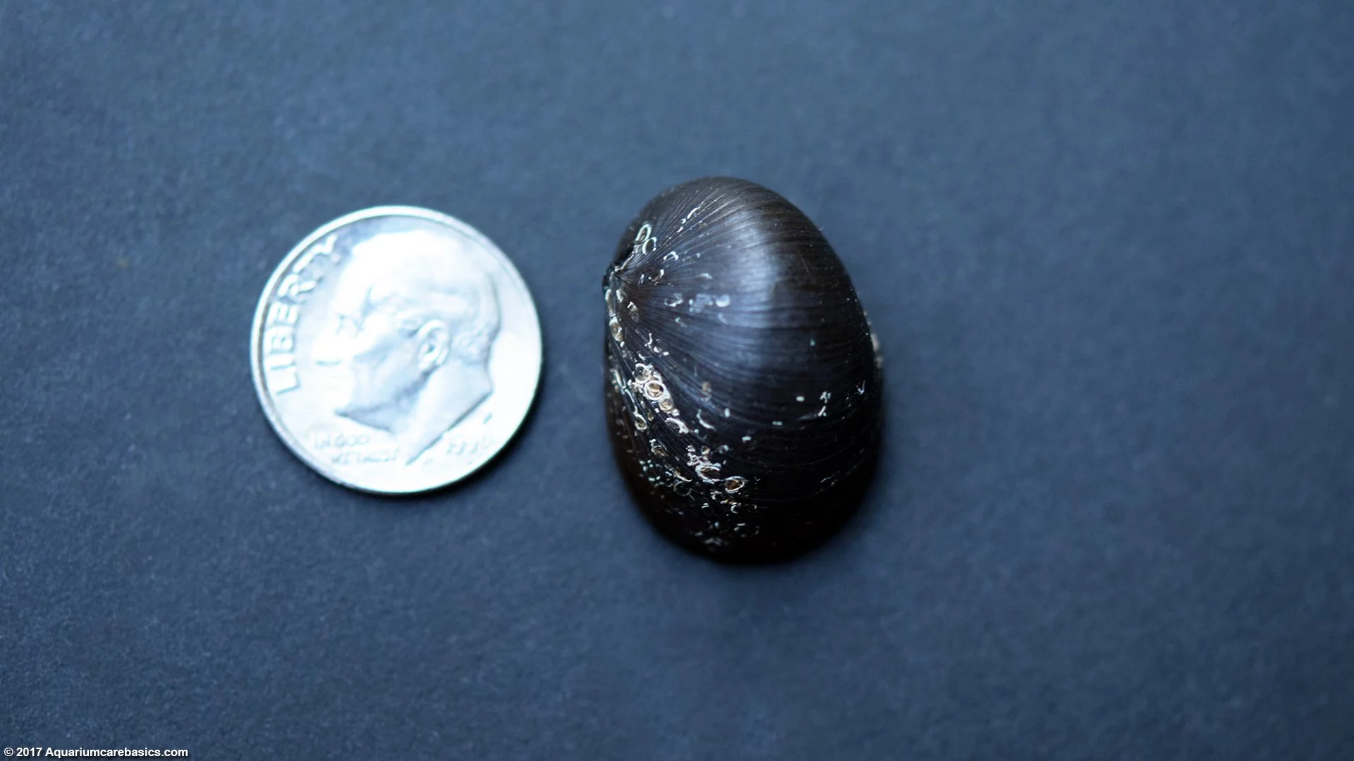Nerite Snail Size Comparison