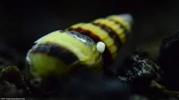 Escargots nérites Oeuf sur un escargot Assassin