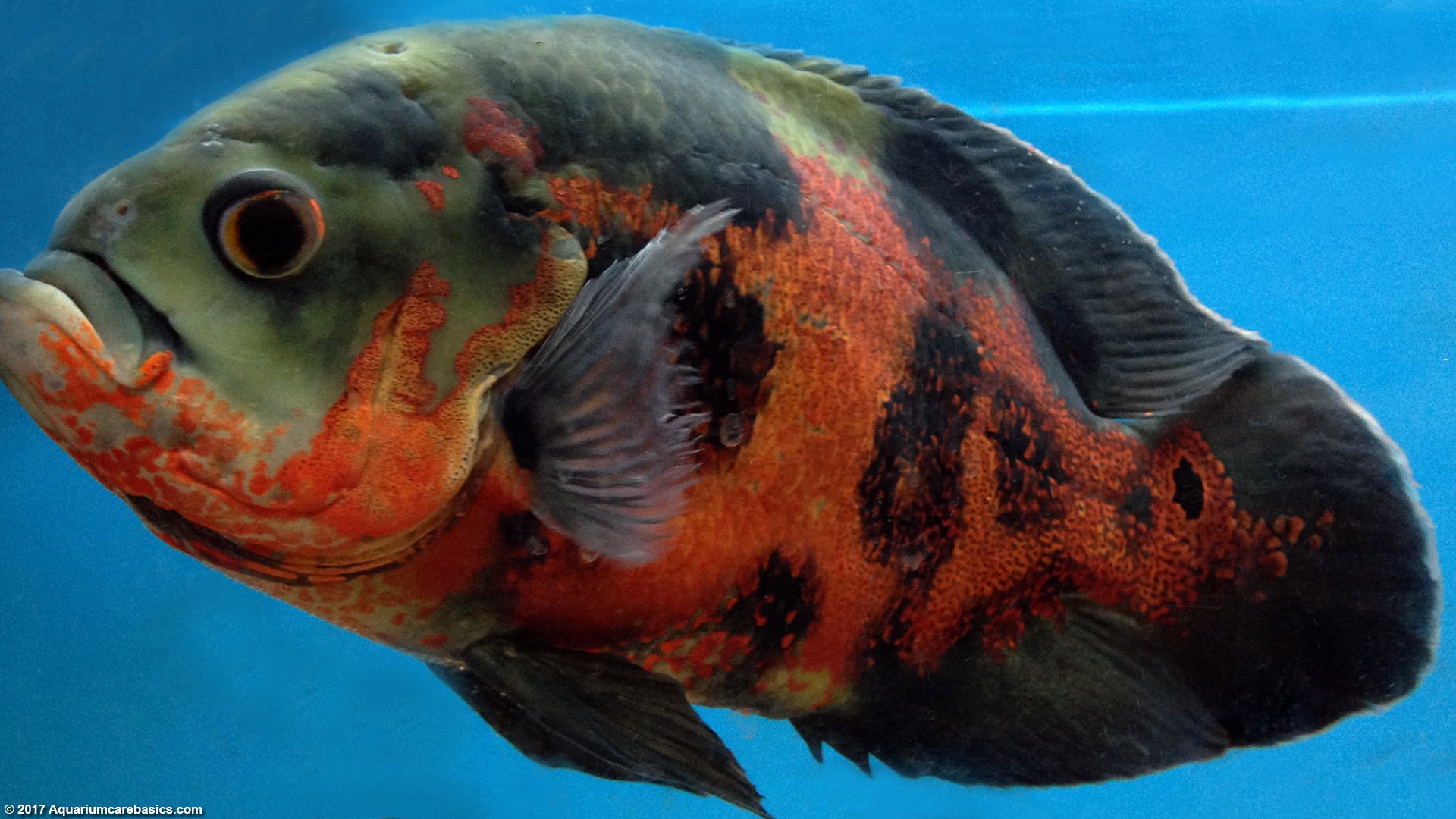 Freshwater Aquarium Fish Species For Tropical Tanks - Oscar Fish Freshwater Aquarium