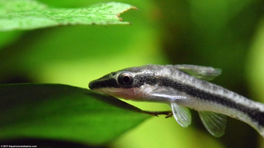 Otocinclus Catfish: Care, Food, Size & Algae Eating - Video