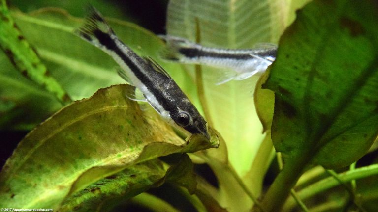 Otocinclus Catfish: Care, Food, Size & Algae Eating - Video