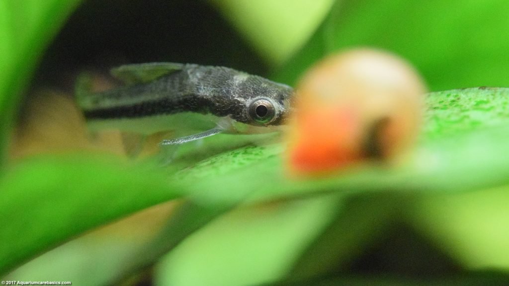 Otocinclus Catfish: Care, Food, Size & Algae Eating - Video