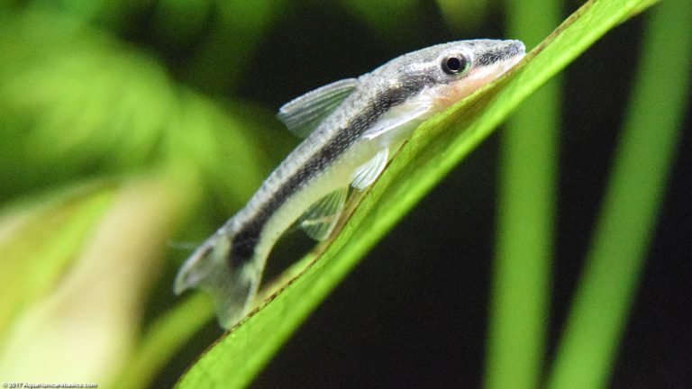 Otocinclus Catfish: Care, Food, Size & Algae Eating - Video