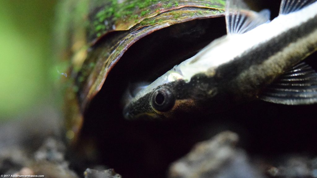 Otocinclus Catfish: Care, Food, Size & Algae Eating - Video