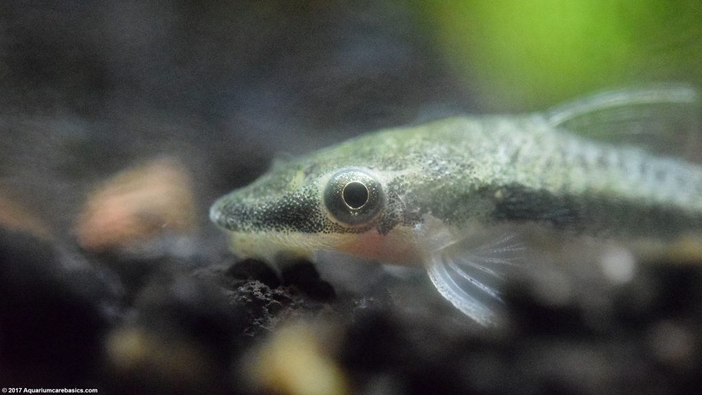 Otocinclus Catfish: Care, Food, Size & Algae Eating - Video