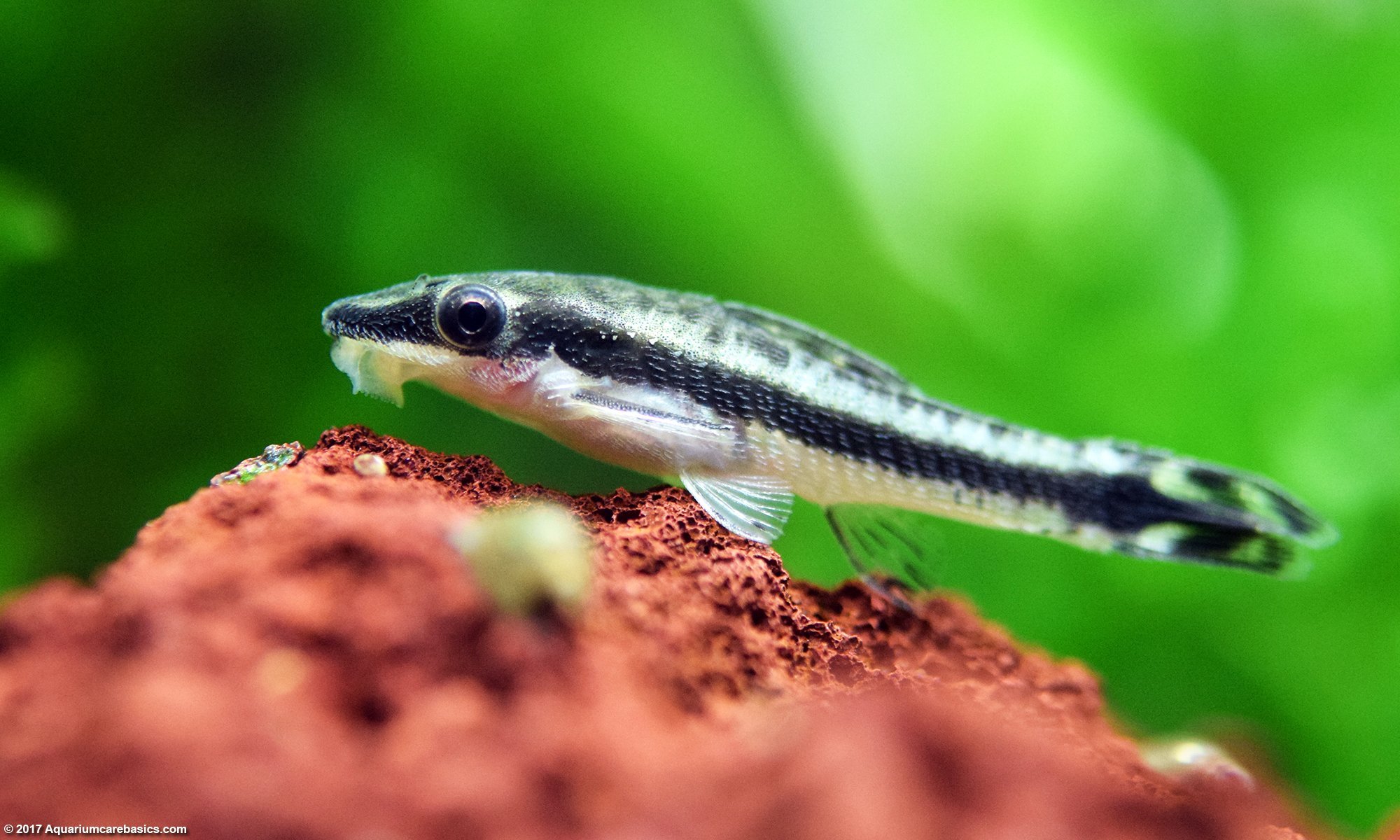 Otocinclus Catfish: Care, Food, Size 