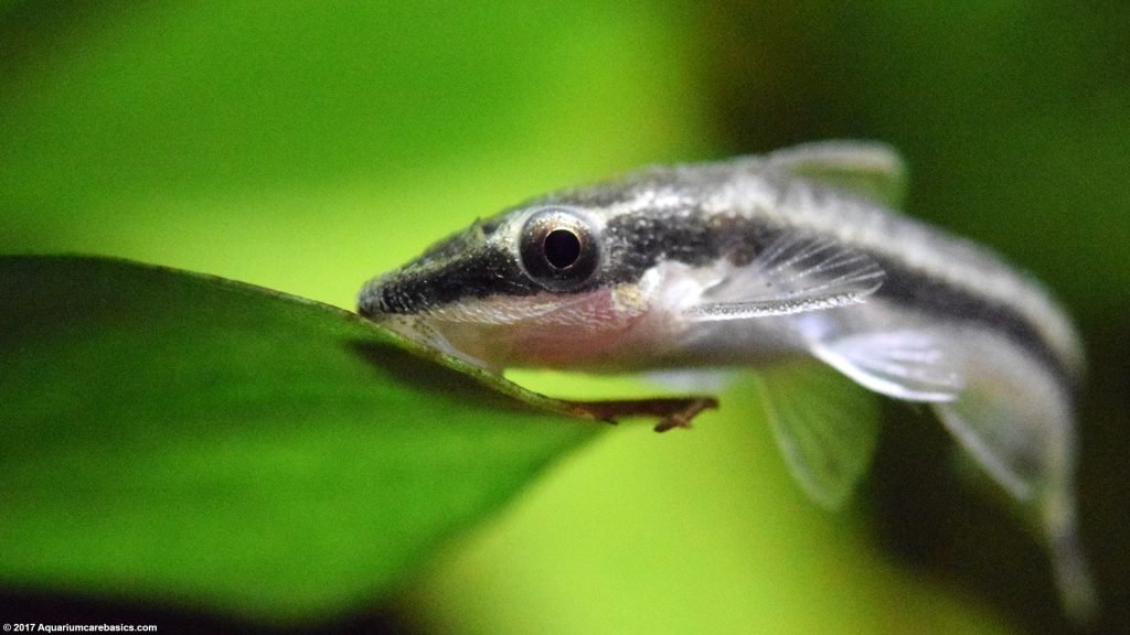 Otocinclus Catfish: Care, Food, Size & Algae Eating - Video