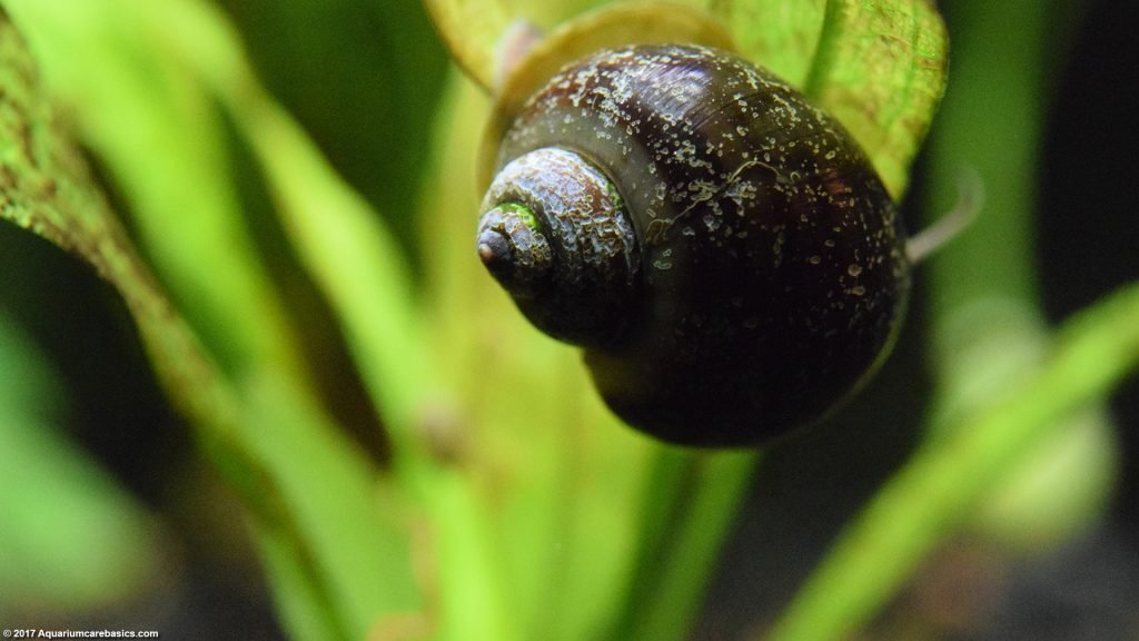 Freshwater Snails Hawaii at Michael Ignacio blog