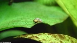 Caracol de estanque comiendo Algas que crecen en la hoja de Anubias Barteri