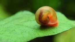 Geistergarnele hat orangefarbene Streifen auf den Fühlern