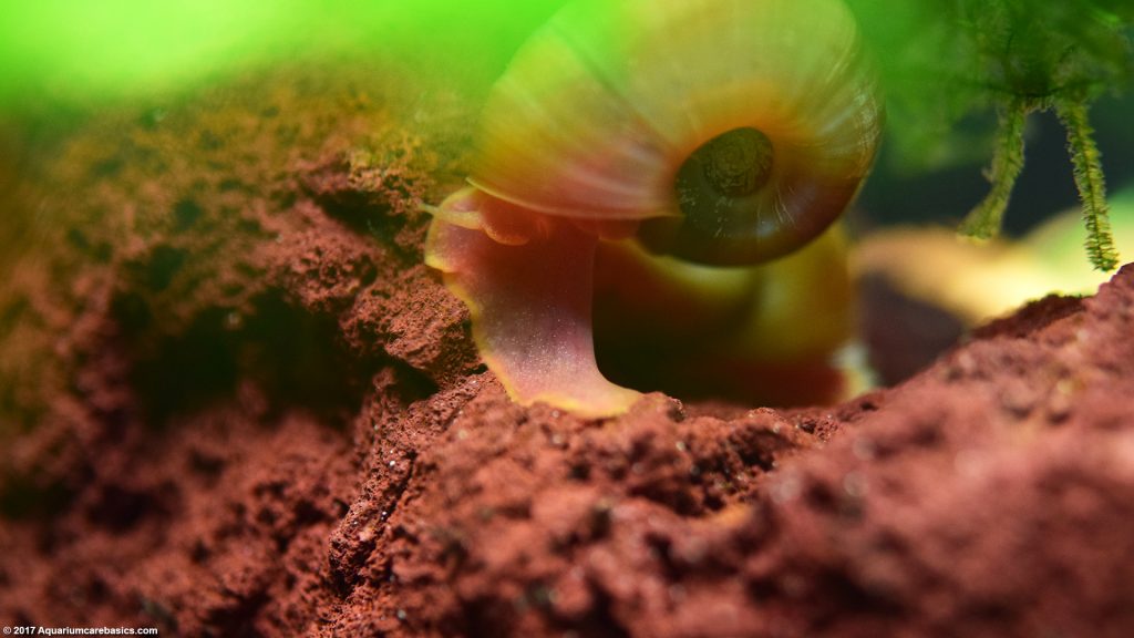 Ramshorn Snail Care, Size, Food, Reproduction, Lifespan - Video