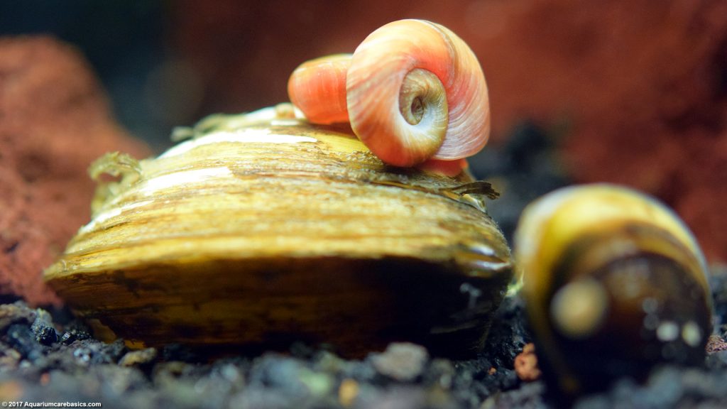 Freshwater Snails: Types Of Aquarium Snails Available In Stores