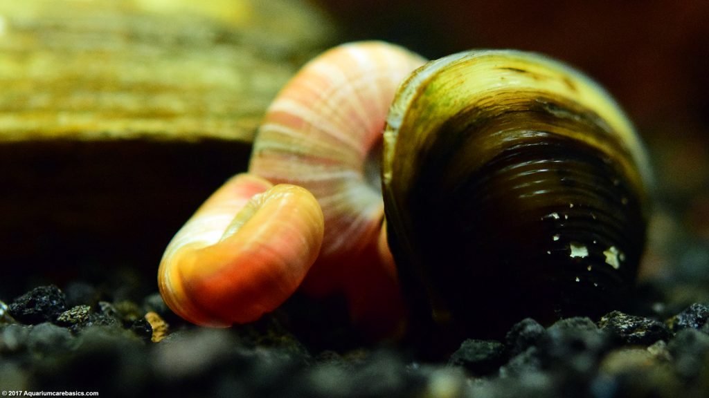 Ramshorn Snail Care, Size, Food, Reproduction, Lifespan - Video