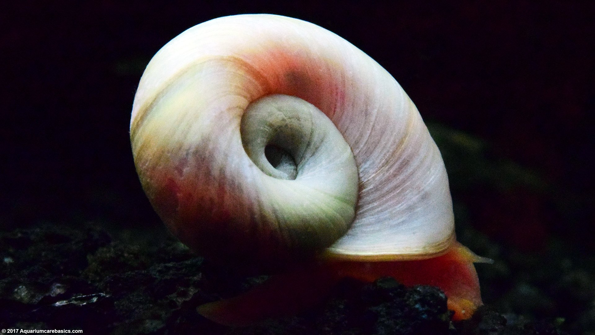 🆓🆓🆓Free red red ramshorn snail this - Exquisite Fishes